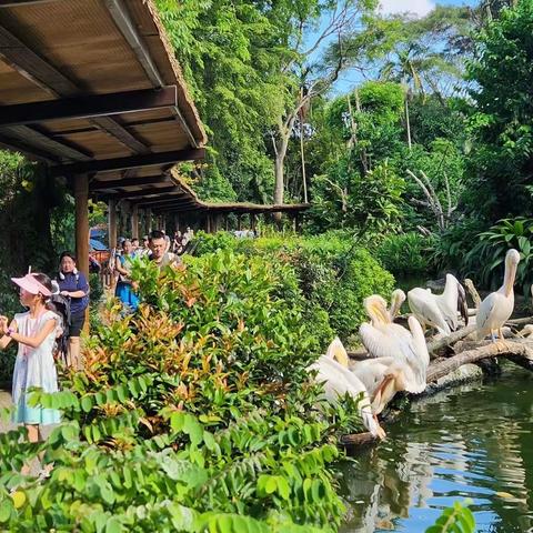 新加坡动物园SingAporeZoo