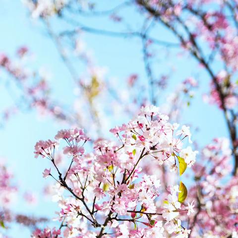 武汉外小空中课堂——音乐和我们在一起（五）一年级