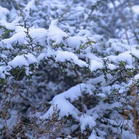 在南方等一场雪                                                     初2021级五班   王智豪