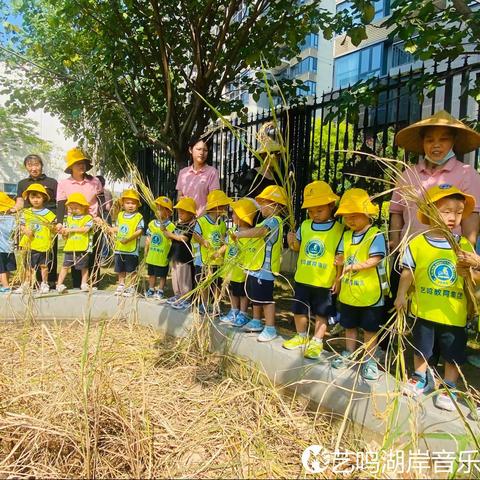 艺鸣湖岸幼儿园K1C生态课程之“割稻谷 知辛苦 行节俭 反浪费”