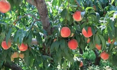 探秘桃子的一生