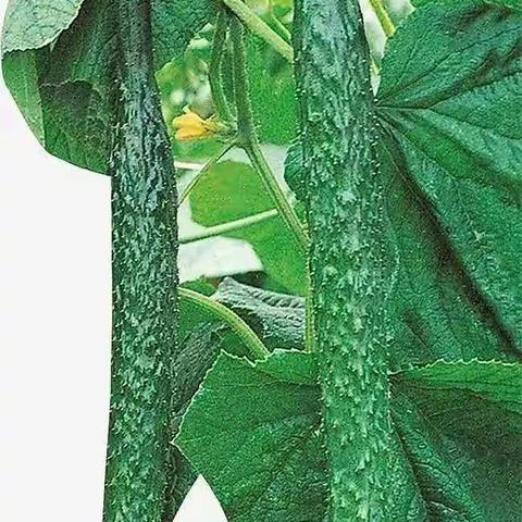 黄瓜种植观察日记。