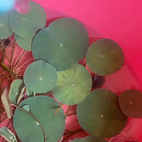 我的碗莲观察日志