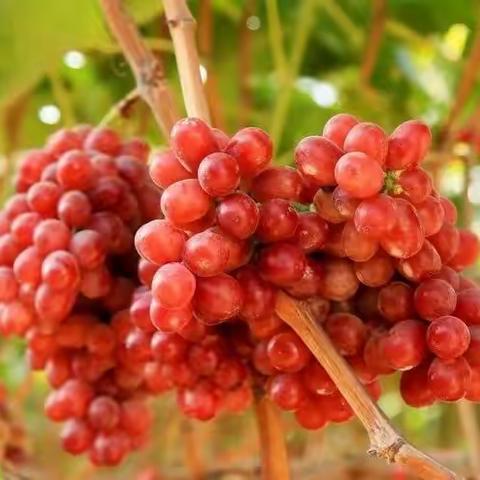 设施葡萄——克瑞森