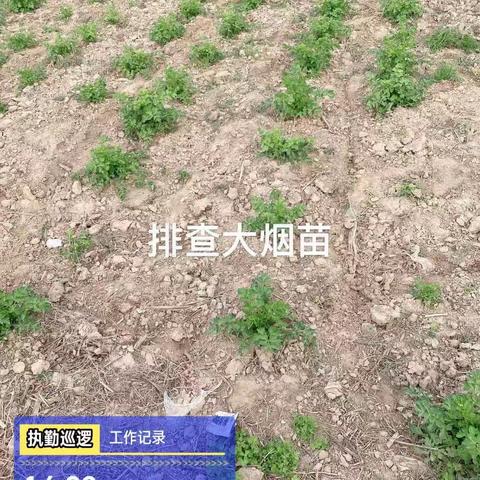 排查大烟苗