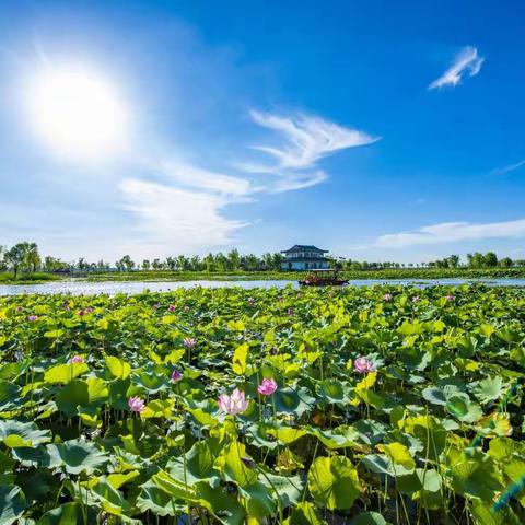 十里风荷——长治漳泽湖国家城市湿地公园