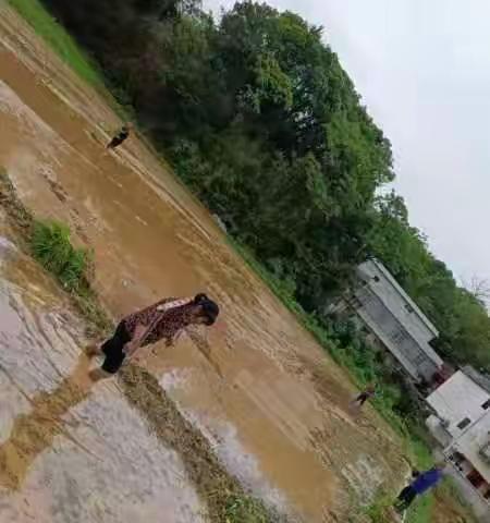 春耕生产——罗坳镇杨梅村