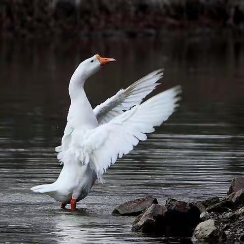 辰俊生物#鹅##翻翅#