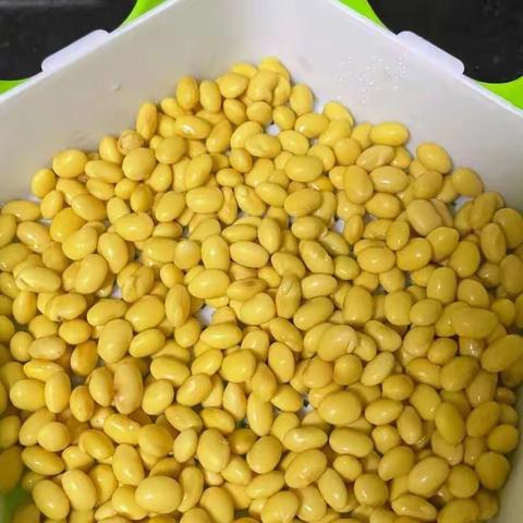 刘炜民的豆芽生长记