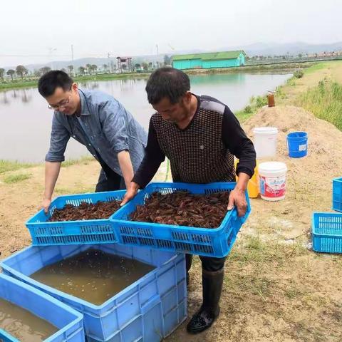 想参加水稻+稻田高效种养技术的赶快报名参加免费培训