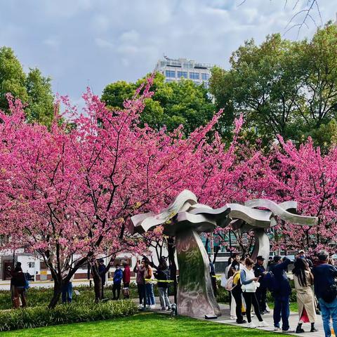 春意盎然醉美樱花🌸