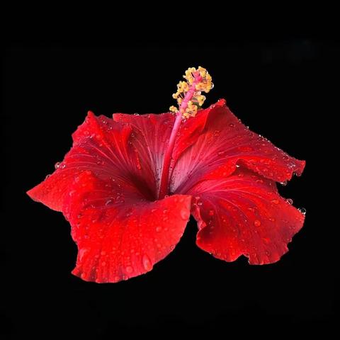 摄影点评论坛（2）《中心构图法》和 《水平线构图法》 九月第三周点评汇集