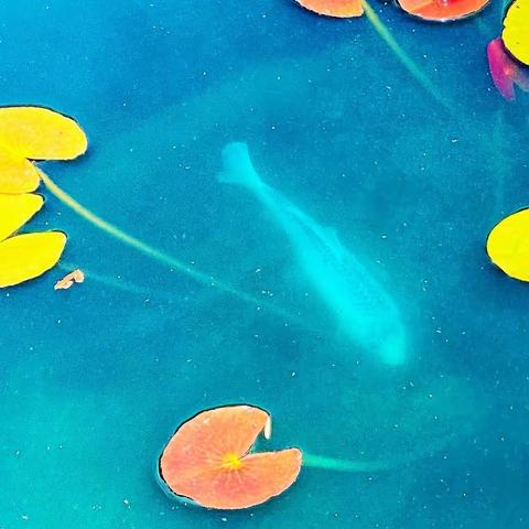 摄影点评论坛（1）论题《三分法构图》