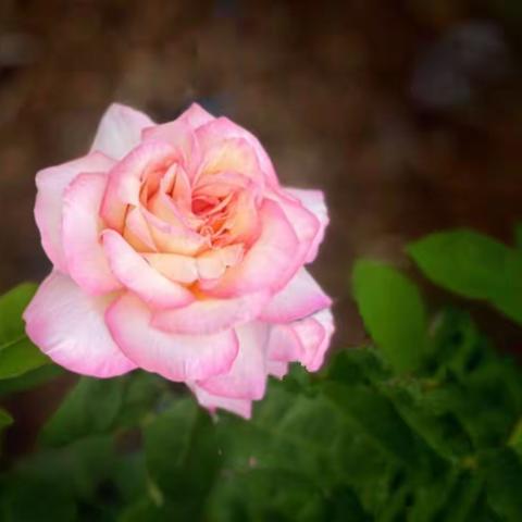 8月第三周的照片点评