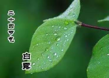 【蒹葭苍苍，白露为霜】忠县特殊教育学校白露节气主题教育