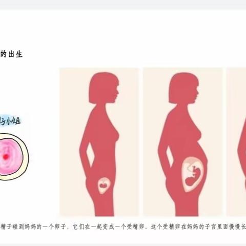 大五班自然课程—小鸡孵化记