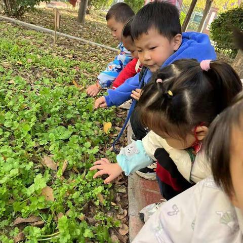 “蔬”你行――七里新村幼儿园小（二）班