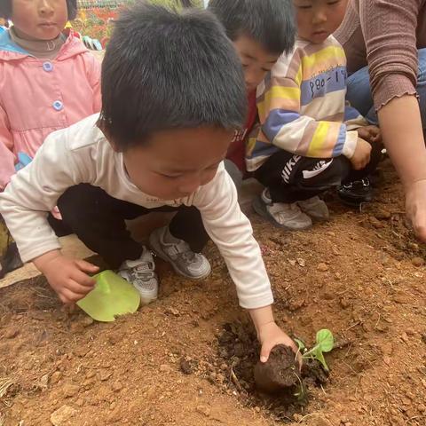 鲁纳乡新云幼儿园开展“我与春天有个约会”的种植活动