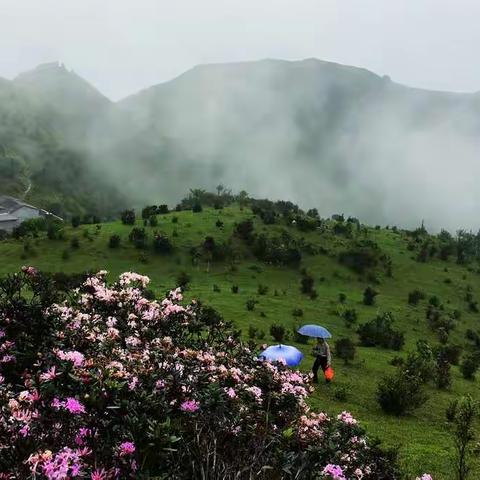 云中花海风吻香                                    遍地美景天花顶