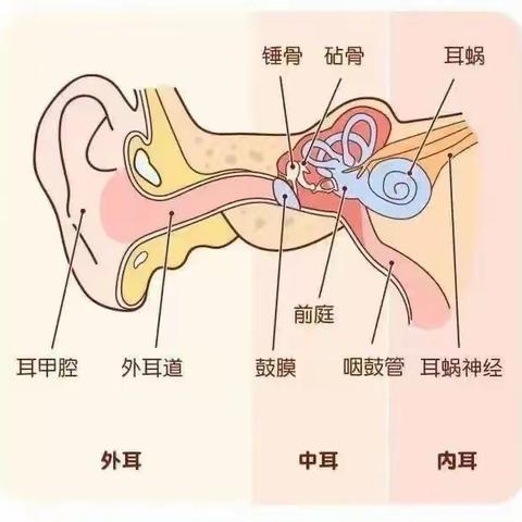 小一班家长进课堂 《爱护我的耳朵》