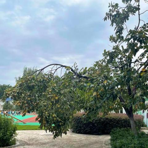 这个季节将有好“柿”发生