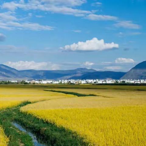 【“语”你同行】《田野即景》张家诺