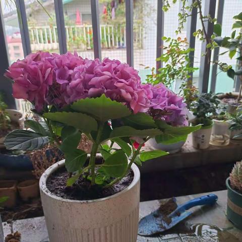 我养的花花草草，时而衰时而盛，每一样变化都有喜怒哀乐