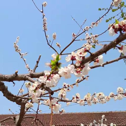 阳春三月风光好    学习奋进正当时