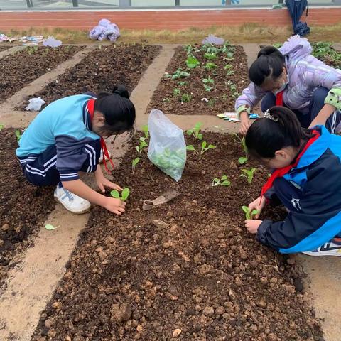 小小“菜农”学种菜 劳动教育意义不凡@记1703班蔬菜种植劳动实践活动