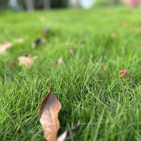 【随拍分享】夏亦春🍃春末夏至🍃🍃🍃