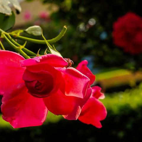 玫瑰花