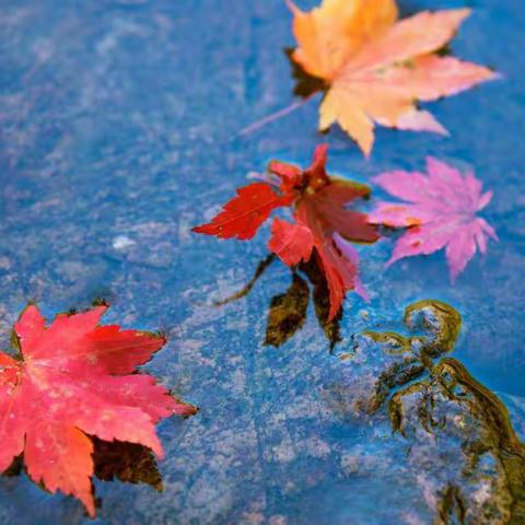 秋叶-海底美人鱼