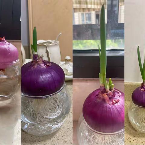植物有生命—我的洋葱种植日记