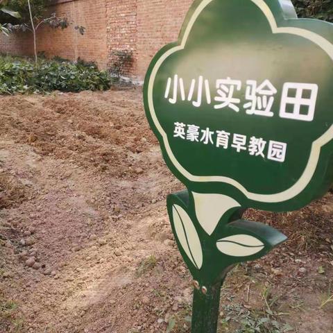 “蒜”你可爱，“蒜”出精彩——英豪水育早教大蒜种植主题活动