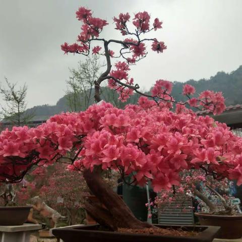 百般红紫竞芳菲——复兴镇中心小学举办“走进新时代，改革开新篇”小学生讲故事比赛