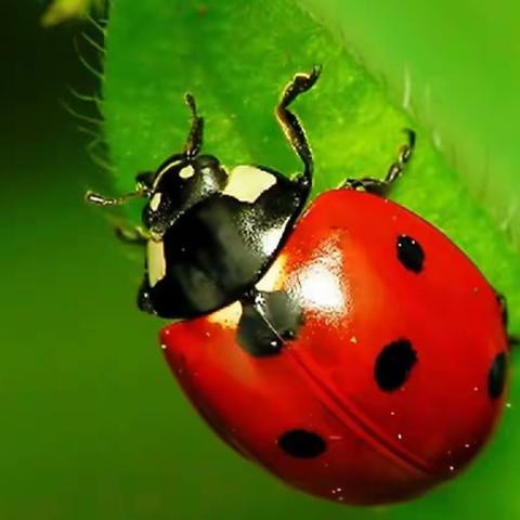 周一18：30-20：00线描《放大镜下的瓢虫🐞》