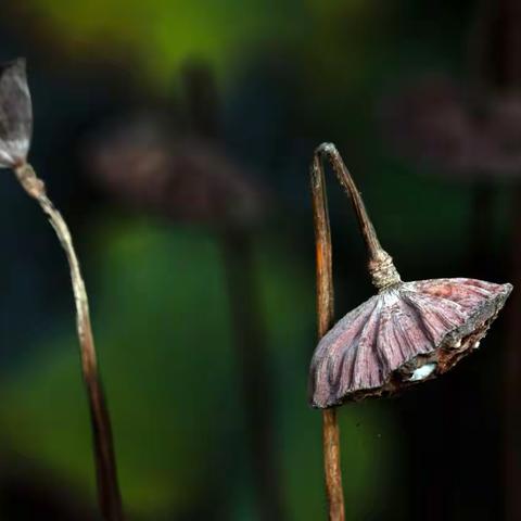 枯荷寥落亦风华