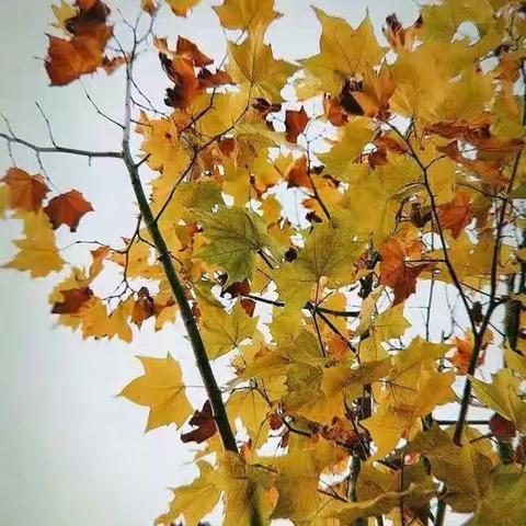 知常明变者赢 守正出新者进——新课程教学研讨