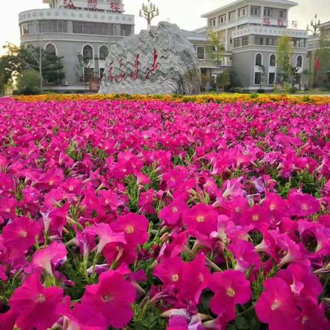 集群师之思，广众家之益–记十二周初中语文集体备课《猫》