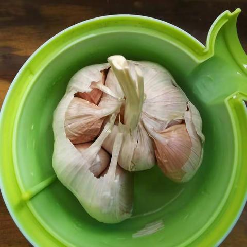 水培大蒜生长记
