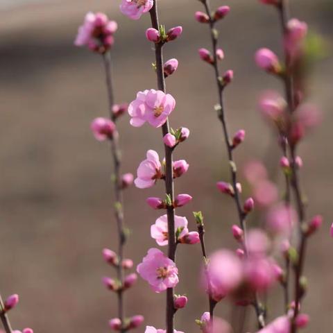 “五四青年节”——踏梦而行，共赴美好。