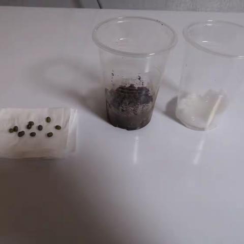 绿豆在水里或土壤里都没长出豆芽吗？