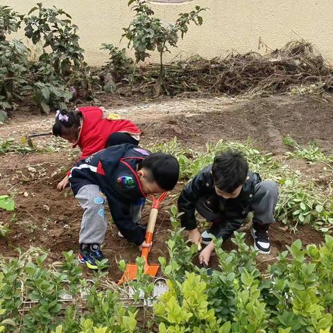 玉田县第三幼儿园——收获花生，分享快乐