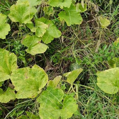 (秋天的礼物）郑梁梅小学二年级(11):甘曙源