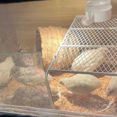 蚕宝宝养殖记