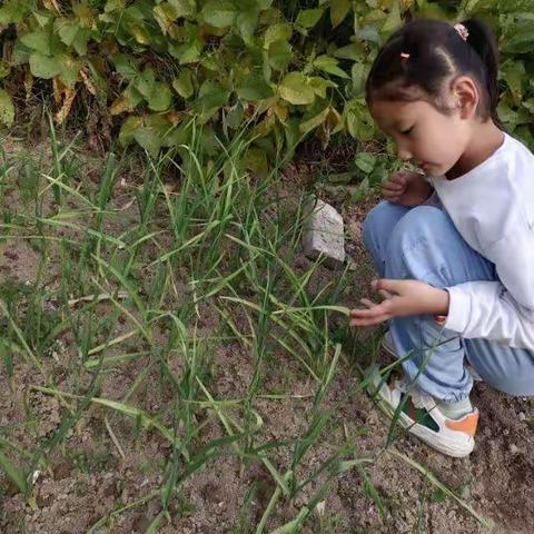 秋天的礼物-郑梁梅小学二年级（11）班戴妍