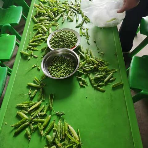 劳动育人，品味劳动美——【众埠镇石坪小学】开展“剥豆子”劳动实践活动。