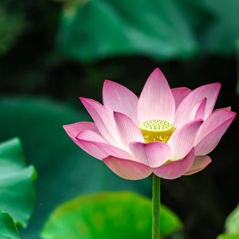 荷 花（2022年6月12日）拍于海珠湖