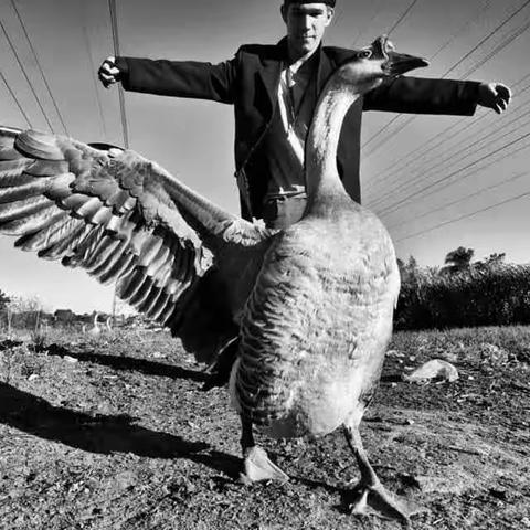 塞巴斯蒂昂·萨尔加多作品之八