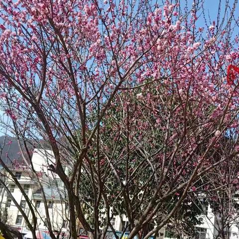 [实中·第三课堂]走进自然